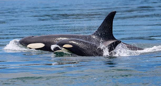 Killer Whale Momma and Babies